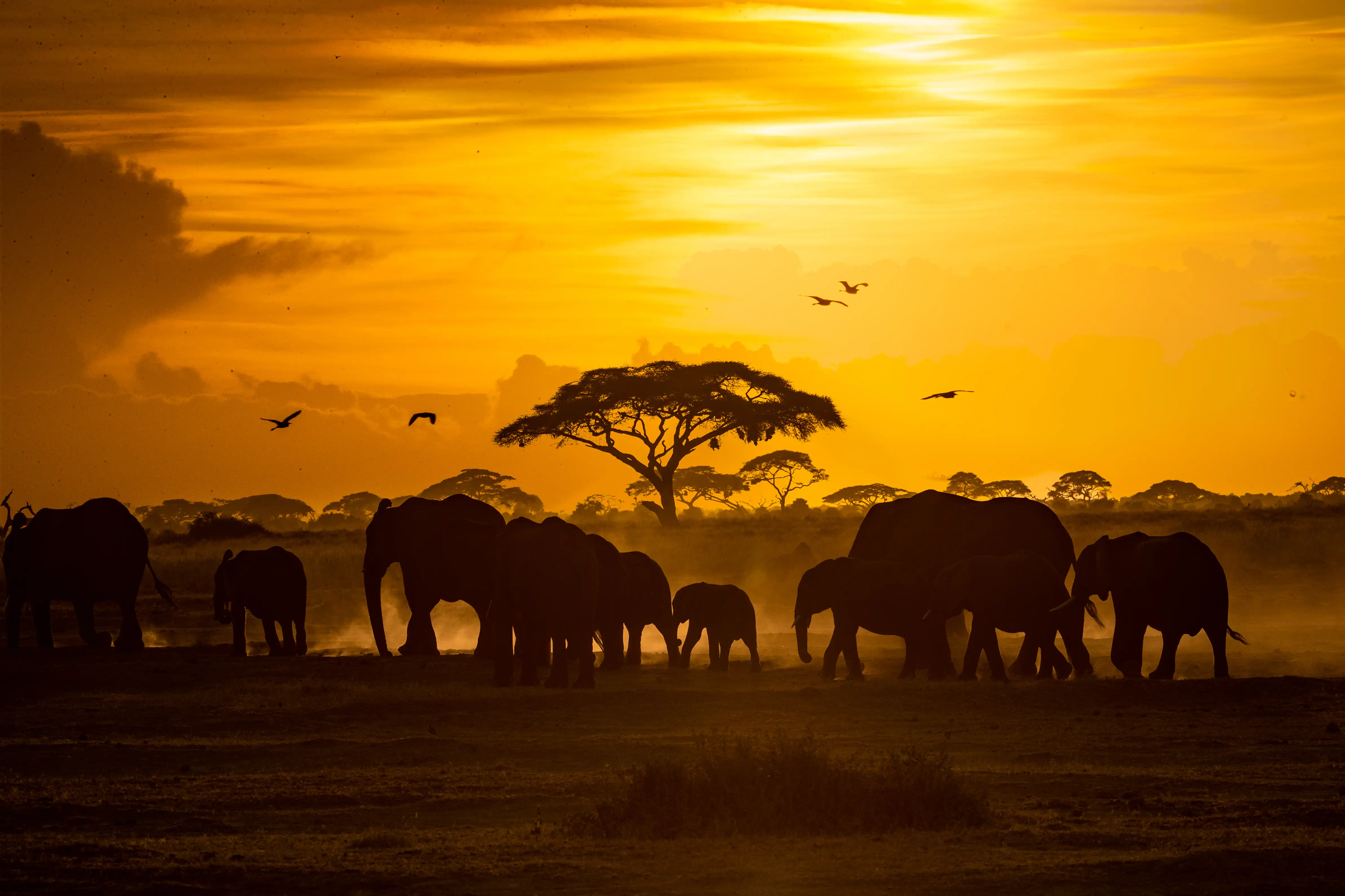 Elephant herd at sunset on an African safari
