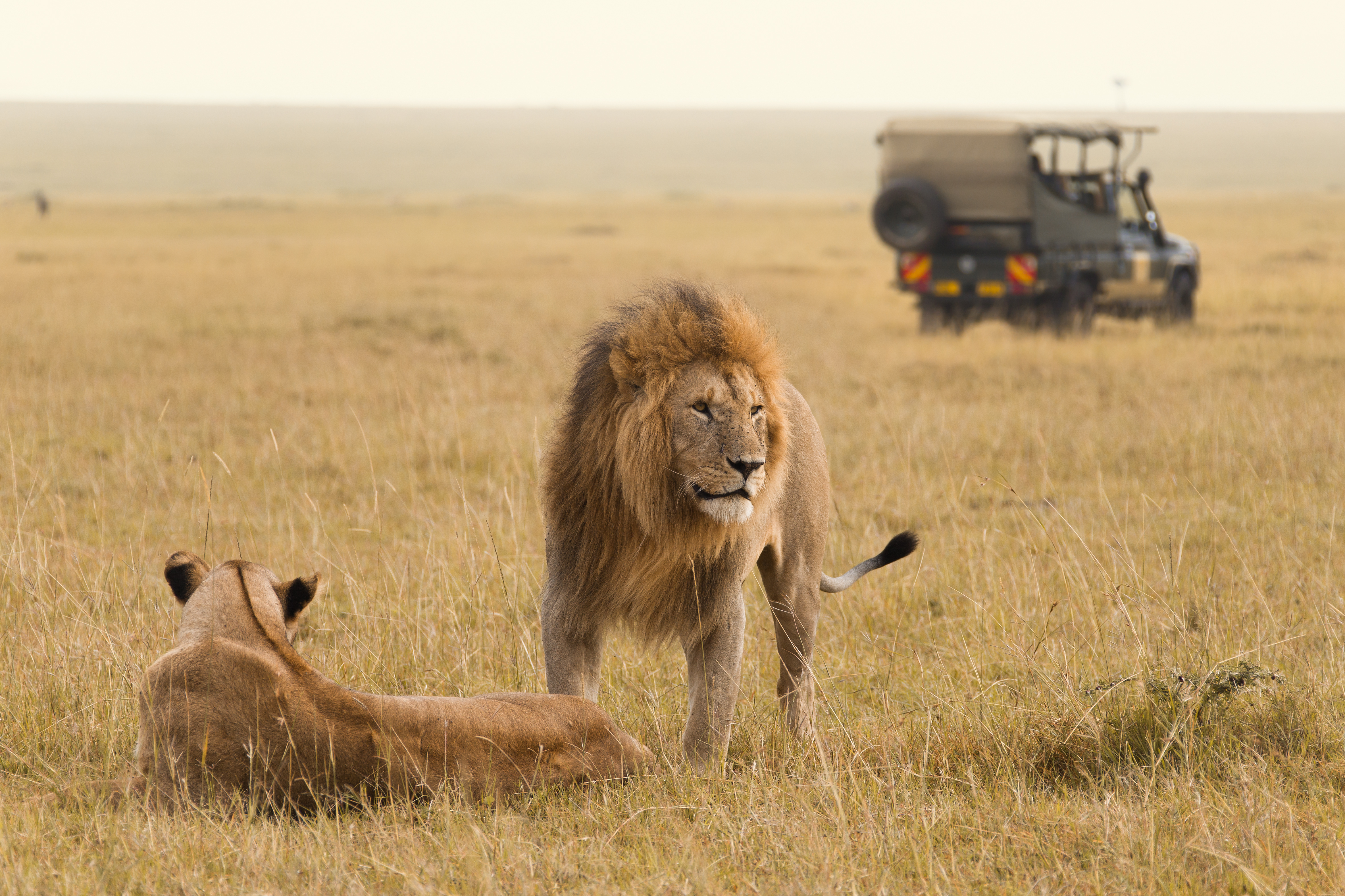 How to Choose the Right Safari for You